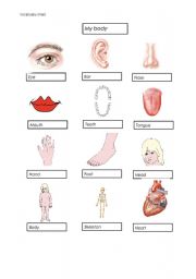 English worksheet: My Body Vocabulary