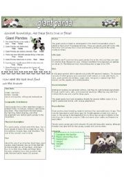 Giant Panda