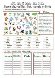 English Worksheet: Mammals, reptiles, fish, insects or birds