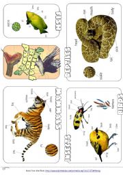 English Worksheet: Animal Body Parts