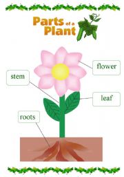 English Worksheet: parts of a plant