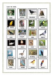English Worksheet: birds pictionary