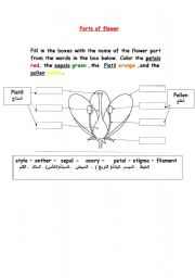 English Worksheet: parts of flower