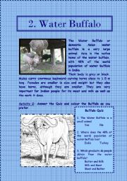 English Worksheet: Indian Animals Part 2 of 6 (Water Buffalo & Cobra)