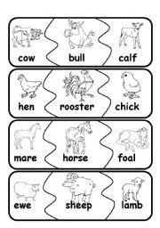 English Worksheet: animal families1