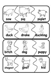 English Worksheet: animal families2