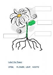 English Worksheet: Plants