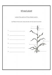 English Worksheet: The wheat plant