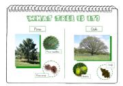 English worksheet: What tree is it? part 1