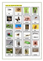 English Worksheet: insects and other bugs