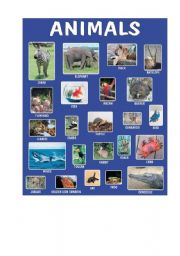 English Worksheet: Animals