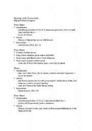 English Worksheet: Myology of the Lower limb