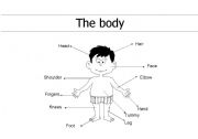 The body