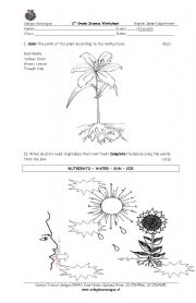 English Worksheet: Parts of a plant