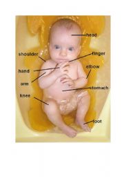 English Worksheet: Parts of body