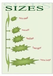 English worksheet: sizes