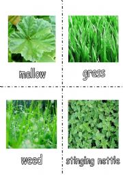 English Worksheet: What type of grass are you? Personality Quiz  flashcards - 2/2