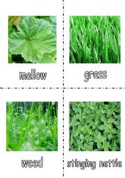 What type of grass are you? Personality Quiz  flashcards - 2/2