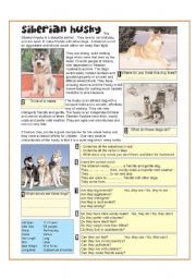 English Worksheet: Siberian Husky - Reading + Q and A using - to be, can. cant, they are, theyre not, adjectives, verbs