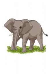 English Worksheet: Wild Animals Flashcards