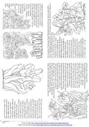 English Worksheet: Thumbelina (Story Mini Book)