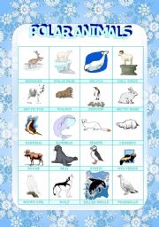 polar animals picture dictionary (1/3)