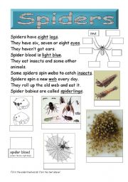 English Worksheet: Spiders