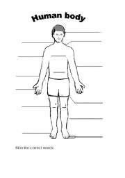 English Worksheet: Human Body