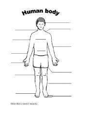 English worksheet: Human Body