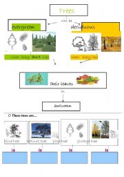 Evergreen and deciduous trees