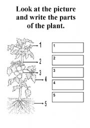 English Worksheet: parts of a plant