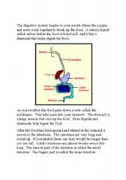 The digestive system