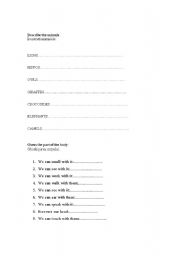 English worksheet: animals