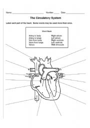 English Worksheet: The Circulatory System