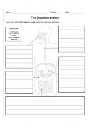 English Worksheet: The Digestive System