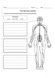 English Worksheet: The Nervous System