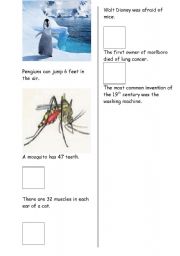 English Worksheet: strange facts 1