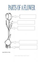 English Worksheet: parts of a flower