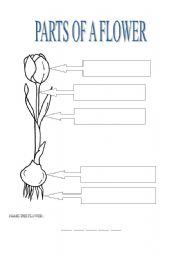 English worksheet: parts of a flower