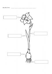English Worksheet: parts of a flower2