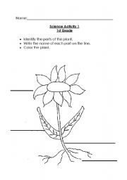 English Worksheet: Parts of the plant