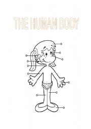 English worksheet: Human Body