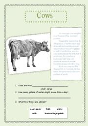 English worksheet: cows