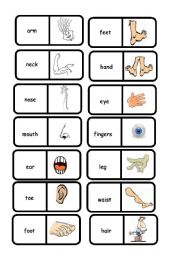 English Worksheet: body domino 1/2