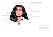 English Worksheet: Face Parts