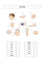 English Worksheet: body parts