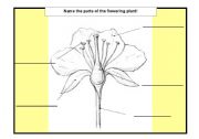 English worksheet: flowers parts