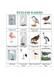 English worksheet: wetland waders, 12 birds name