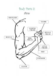 English worksheet: Body Parts 2: Arm