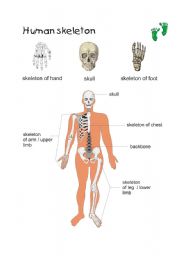 English worksheet: Human skleton